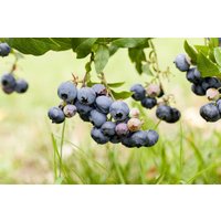 Kategorie <b>Obst </b> - Vaccinium corymbosum 'Duke'