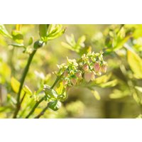 Kategorie <b>Beeren </b> - Vaccinium corymbosum 'Bluejay'