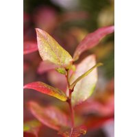 Kategorie <b>Produkt nicht gewünscht </b> - Vaccinium corymbosum 'Bluecrop'