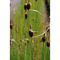 Kategorie <b>Produkt nicht gewünscht </b> - Typha minima
