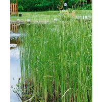 Kategorie <b>Produkt nicht gewünscht </b> - Typha laxmannii