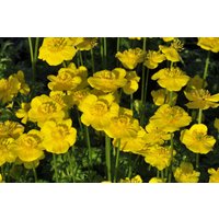 Kategorie <b>Produkt nicht gewünscht </b> - Trollius pumilus