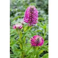 Kategorie <b>Produkt nicht gewünscht </b> - Trifolium rubens