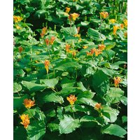 Kategorie <b>Produkt nicht gewünscht </b> - Tricyrtis latifolia