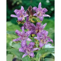 Kategorie <b>Stauden </b> - Tricyrtis hirta