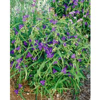 Kategorie <b>Produkt nicht gewünscht </b> - Tradescantia x anders.'Zwanenburg Blue'