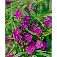 Kategorie <b>Produkt nicht gewünscht </b> - Tradescantia x anders.'Valour'