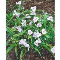 Kategorie <b>Produkt nicht gewünscht </b> - Tradescantia x anders.'Osprey'