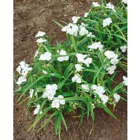 Kategorie <b>Produkt nicht gewünscht </b> - Tradescantia x anders.'Innocence'