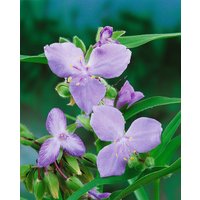 Kategorie <b>Produkt nicht gewünscht </b> - Tradescantia x anders.'I.C.Weguelin'