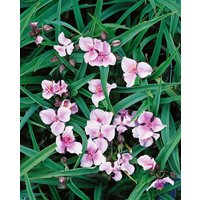 Kategorie <b>Produkt nicht gewünscht </b> - Tradescantia x anders.'Bilberry Ice'