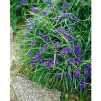 Kategorie <b>Produkt nicht gewünscht </b> - Tradescantia x anders.'Bärbel'