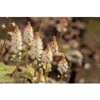 Kategorie <b>Stauden </b> - Tiarella wherryi