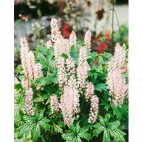 Kategorie <b>Stauden </b> - Tiarella laciniata 'Pink Skyrocket' -R-