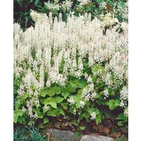 Kategorie <b>Stauden </b> - Tiarella cordifolia 'Moorgrün'