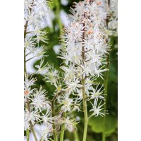 Kategorie <b>Stauden </b> - Tiarella cordifolia