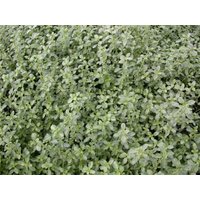 Kategorie <b>Produkt nicht gewünscht </b> - Thymus x citriodorus 'Silver Queen'