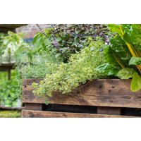 Kategorie <b>Produkt nicht gewünscht </b> - Thymus x citriodorus 'Golden King'