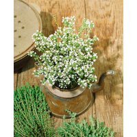 Kategorie <b>Produkt nicht gewünscht </b> - Thymus vulgaris 'Pinewood'