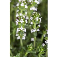 Kategorie <b>Produkt nicht gewünscht </b> - Thymus serpyllum var.albus