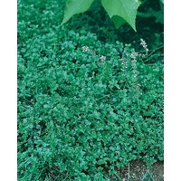 Kategorie <b>Produkt nicht gewünscht </b> - Thymus pulegioides