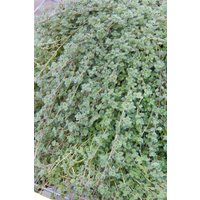 Kategorie <b>Produkt nicht gewünscht </b> - Thymus praecox var.pseudolanuginosus