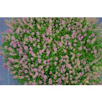 Kategorie <b>Produkt nicht gewünscht </b> - Thymus praecox 'Purpurteppich'