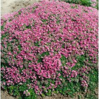 Kategorie <b>Produkt nicht gewünscht </b> - Thymus praecox 'Minor'