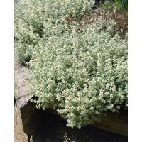 Kategorie <b>Produkt nicht gewünscht </b> - Thymus Duftkissen