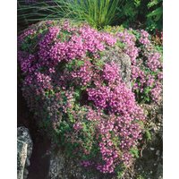 Kategorie <b>Produkt nicht gewünscht </b> - Thymus doerfleri 'Bressingham Seedling'