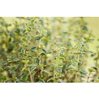 Kategorie <b>Produkt nicht gewünscht </b> - Thymus citriodorus Doone Valley