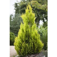 Kategorie <b>Nadelbäume u. Koniferen </b> - Thuja plicata 4ever Goldy' ®