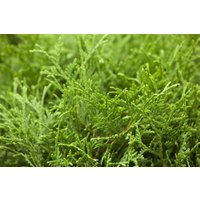 Kategorie <b>Nadelbäume u. Koniferen </b> - Thuja occidentalis 'Tiny Tim'