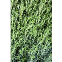 Kategorie <b>Nadelbäume u. Koniferen </b> - Thuja occidentalis 'Teddy'