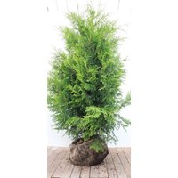Kategorie <b>Nadelbäume u. Koniferen </b> - Thuja occidentalis 'Brabant'