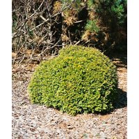 Kategorie <b>Nadelbäume u. Koniferen </b> - Thuja occidentalis 'Anniek'
