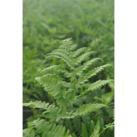 Kategorie <b>Stauden </b> - Thelypteris palustris