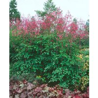 Kategorie <b>Produkt nicht gewünscht </b> - Thalictrum rochebrunianum