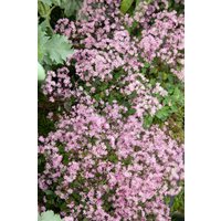 Kategorie <b>Produkt nicht gewünscht </b> - Thalictrum kiusianum