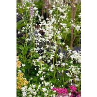 Kategorie <b>Produkt nicht gewünscht </b> - Thalictrum delavayi 'Splendide White' -R-