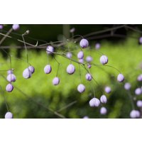 Kategorie <b>Produkt nicht gewünscht </b> - Thalictrum delavayi