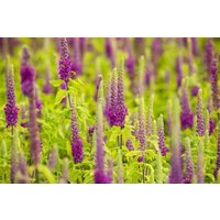 Kategorie <b>Produkt nicht gewünscht </b> - Teucrium x lucidrys, veg.