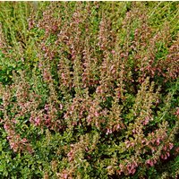 Kategorie <b>Produkt nicht gewünscht </b> - Teucrium chamaedrys 'Nanum'