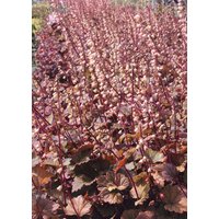 Kategorie <b>Stauden </b> - Tellima grandiflora 'Rubra'