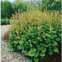 Kategorie <b>Stauden </b> - Tellima grandiflora