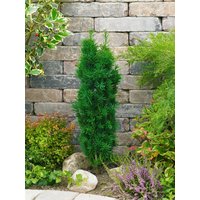 Kategorie <b>Nadelbäume u. Koniferen </b> - Taxus baccata 'Fastigiata Sibirica'