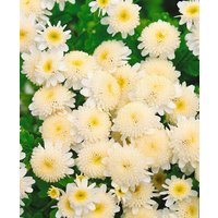 Kategorie <b>Produkt nicht gewünscht </b> - Tanacetum parthenium