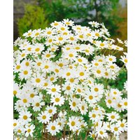 Kategorie <b>Produkt nicht gewünscht </b> - Tanacetum niveum 'Jackpot'