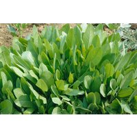 Kategorie <b>Produkt nicht gewünscht </b> - Tanacetum balsamita