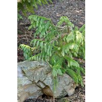 Kategorie <b>immergrüne Laubbäume </b> - Taiwania cryptomerioides